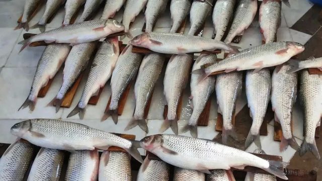 bazar-mahi